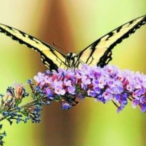 Meet your Posher, JasmineGoz